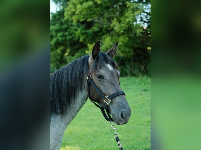 American Quarter Horse Klacz 2 lat Karodereszowata in Centerville