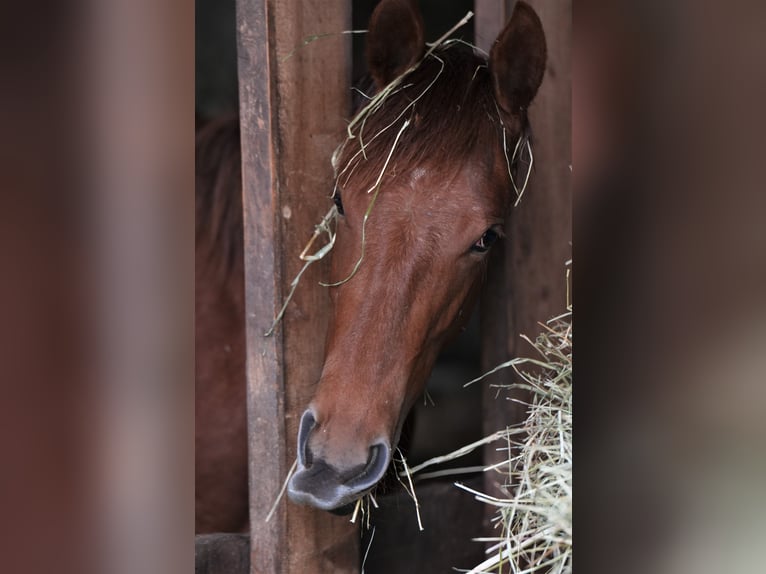 American Quarter Horse Klacz 2 lat Kasztanowata in Biberach an der Riß