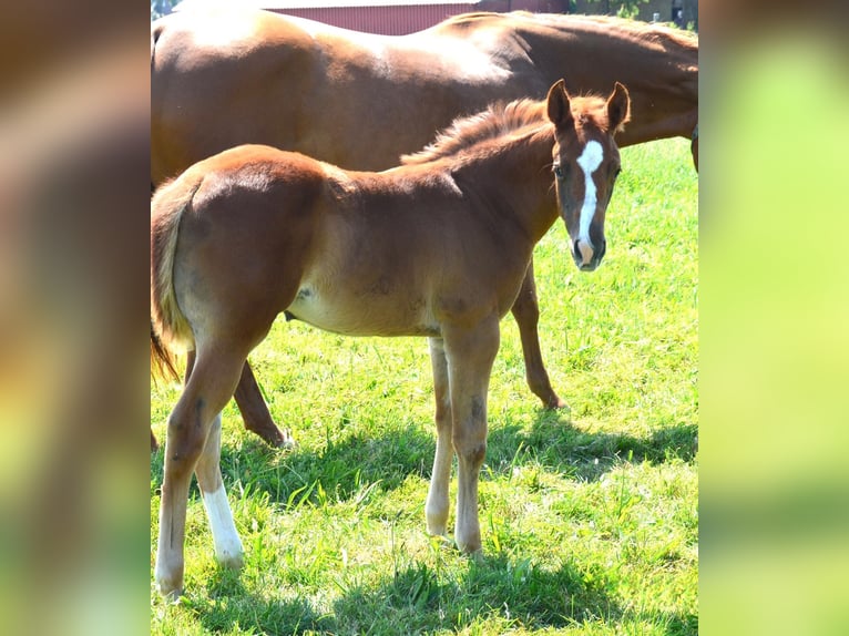 American Quarter Horse Klacz 2 lat Kasztanowata in Uedem