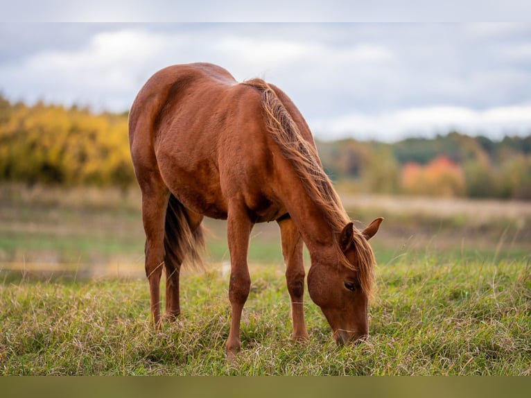 American Quarter Horse Klacz 2 lat Kasztanowata in Świdnica