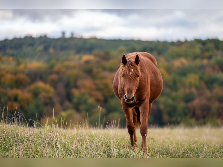 American Quarter Horse Klacz 2 lat Kasztanowata in Świdnica