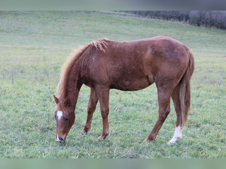 American Quarter Horse Klacz 2 lat Kasztanowata in Rosa