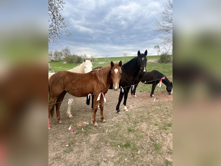 American Quarter Horse Klacz 2 lat Kasztanowata in Rosa