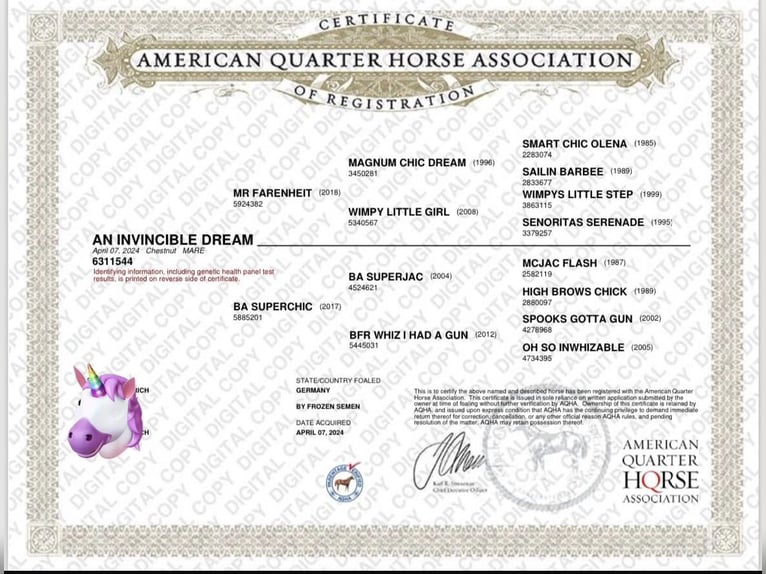 American Quarter Horse Klacz 2 lat Kasztanowata in Rosa