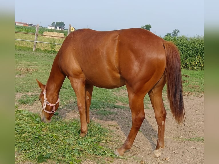 American Quarter Horse Klacz 2 lat Kasztanowata in Fossano