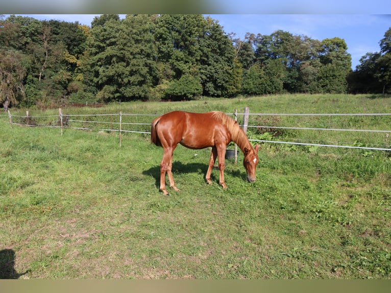 American Quarter Horse Klacz 2 lat Kasztanowata in Neuwied