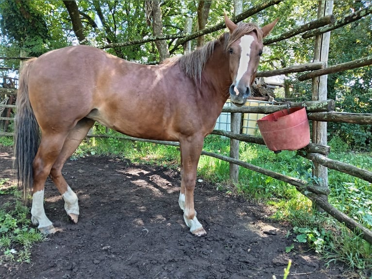 American Quarter Horse Klacz 2 lat Kasztanowata in Allumiere