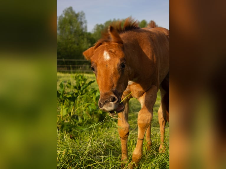 American Quarter Horse Klacz 2 lat Kasztanowatodereszowata in Gifhorn