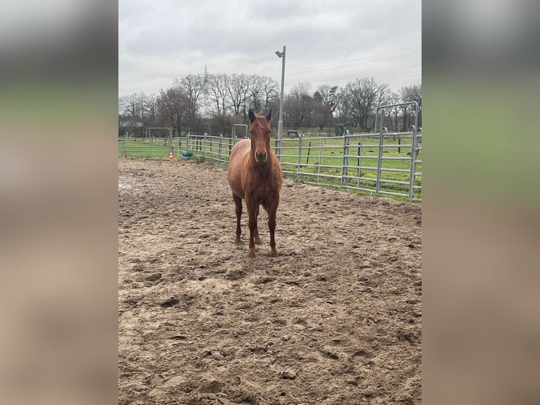 American Quarter Horse Klacz 2 lat Kasztanowatodereszowata in Gifhorn