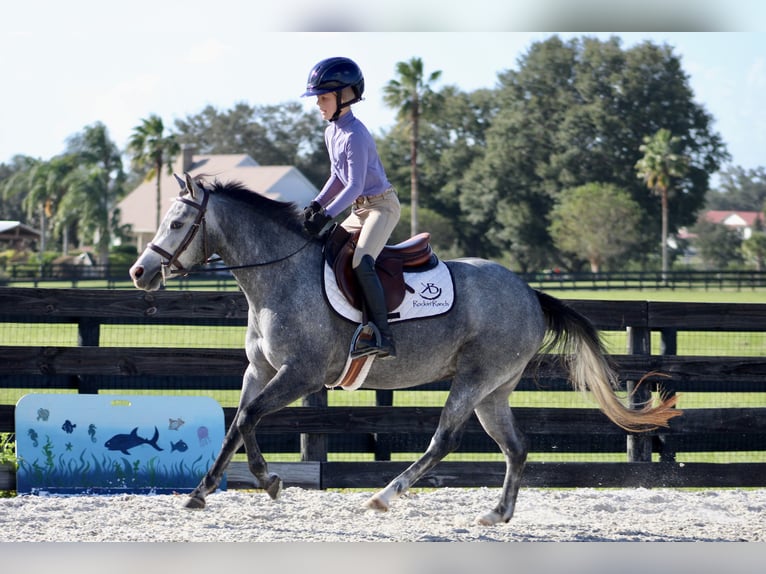 American Quarter Horse Mix Klacz 3 lat 130 cm Siwa jabłkowita in Reddick, FL