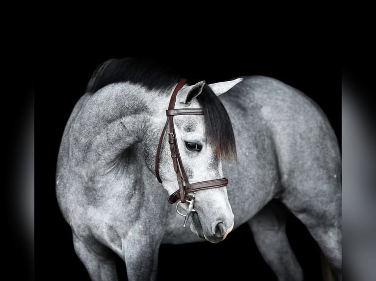 American Quarter Horse Mix Klacz 3 lat 130 cm Siwa jabłkowita in Reddick, FL