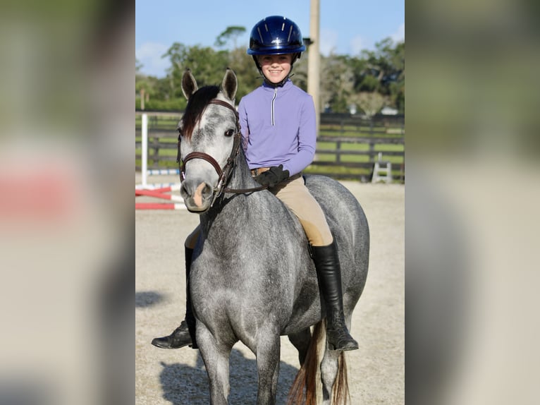 American Quarter Horse Mix Klacz 3 lat 130 cm Siwa jabłkowita in Reddick, FL