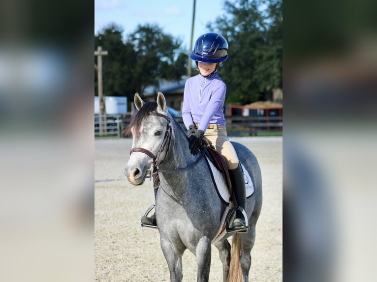 American Quarter Horse Mix Klacz 3 lat 130 cm Siwa jabłkowita in Reddick, FL