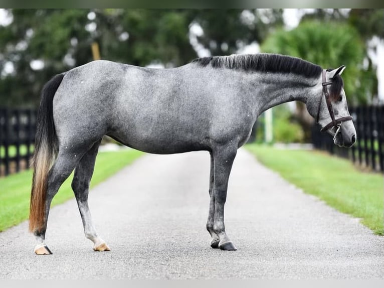 American Quarter Horse Mix Klacz 3 lat 130 cm Siwa jabłkowita in Reddick, FL