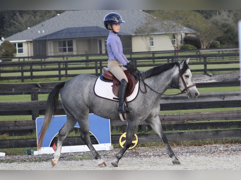 American Quarter Horse Mix Klacz 3 lat 130 cm Siwa jabłkowita in Reddick, FL