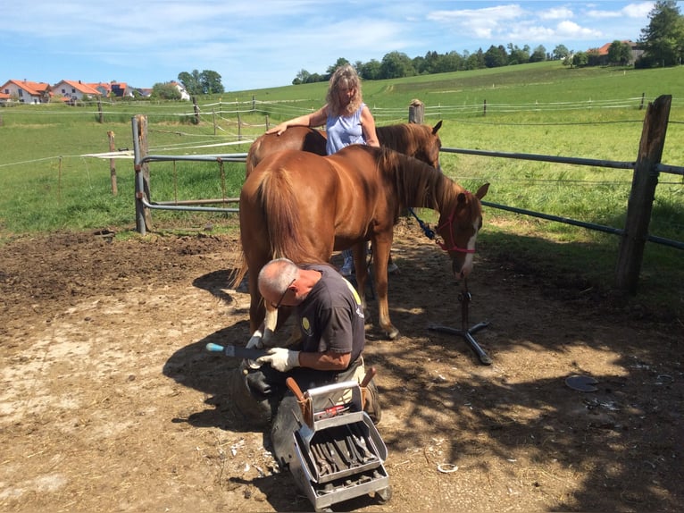 American Quarter Horse Klacz 3 lat 140 cm in Apfeldorf