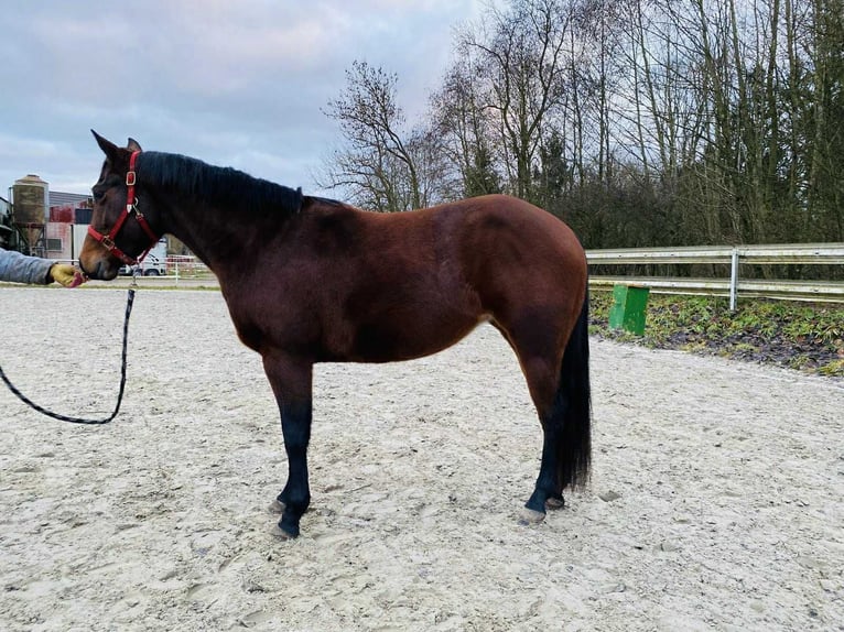 American Quarter Horse Klacz 3 lat 140 cm Gniada in Duvensee