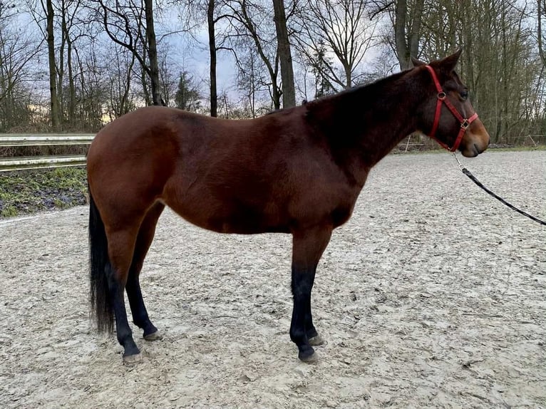 American Quarter Horse Klacz 3 lat 140 cm Gniada in Duvensee