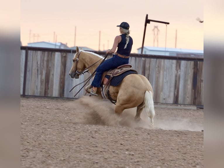 American Quarter Horse Klacz 3 lat 140 cm Izabelowata in Amarillo, TX