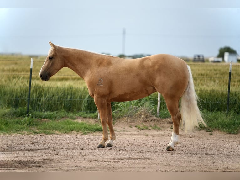 American Quarter Horse Klacz 3 lat 140 cm Izabelowata in Amarillo, TX