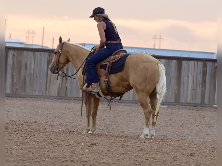 American Quarter Horse Klacz 3 lat 140 cm Izabelowata in Amarillo, TX