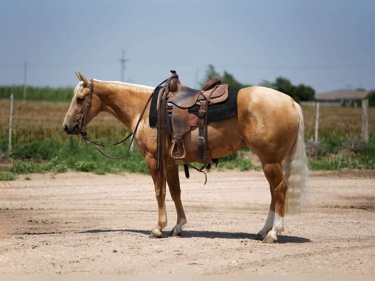American Quarter Horse Klacz 3 lat 140 cm Izabelowata in Amarillo, TX