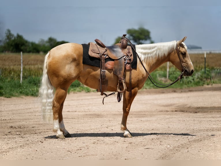 American Quarter Horse Klacz 3 lat 140 cm Izabelowata in Amarillo, TX