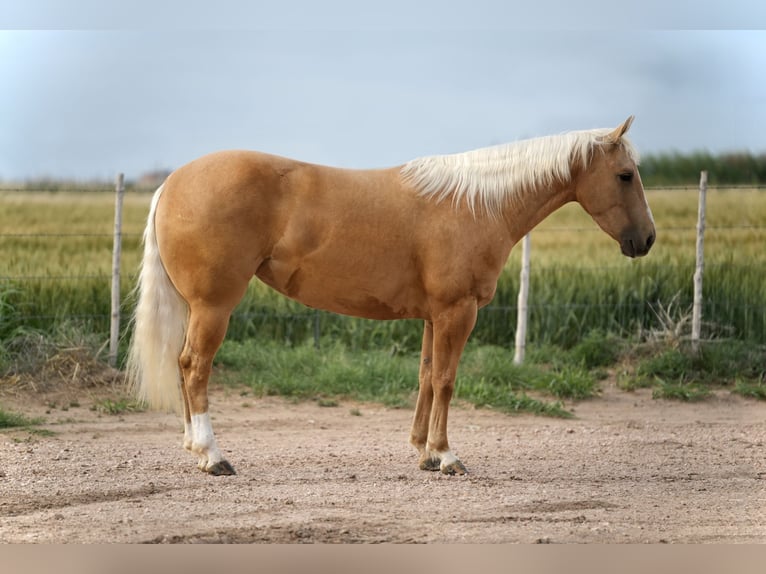 American Quarter Horse Klacz 3 lat 140 cm Izabelowata in Amarillo, TX