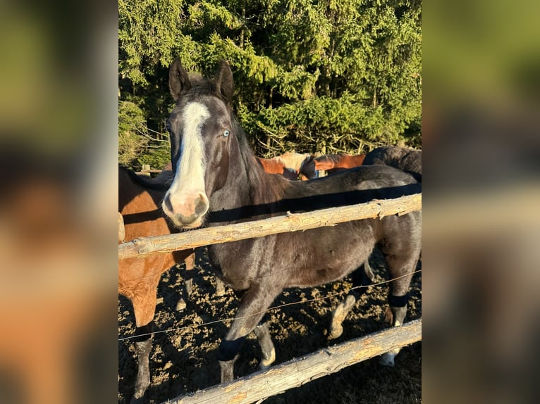 American Quarter Horse Mix Klacz 3 lat 140 cm Kara in Stein