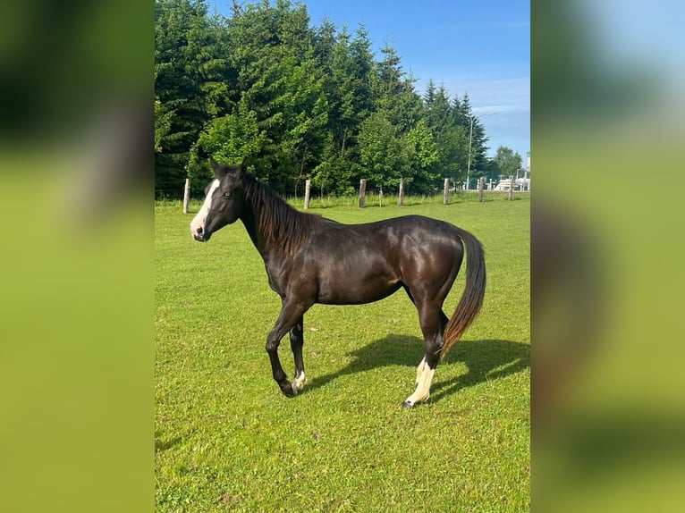 American Quarter Horse Mix Klacz 3 lat 140 cm Kara in Stein