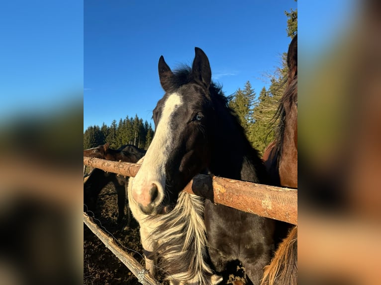 American Quarter Horse Mix Klacz 3 lat 140 cm Kara in Stein