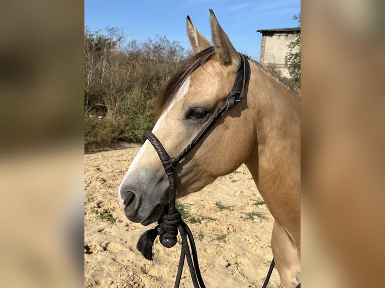 American Quarter Horse Klacz 3 lat 141 cm Jelenia in Rhinow