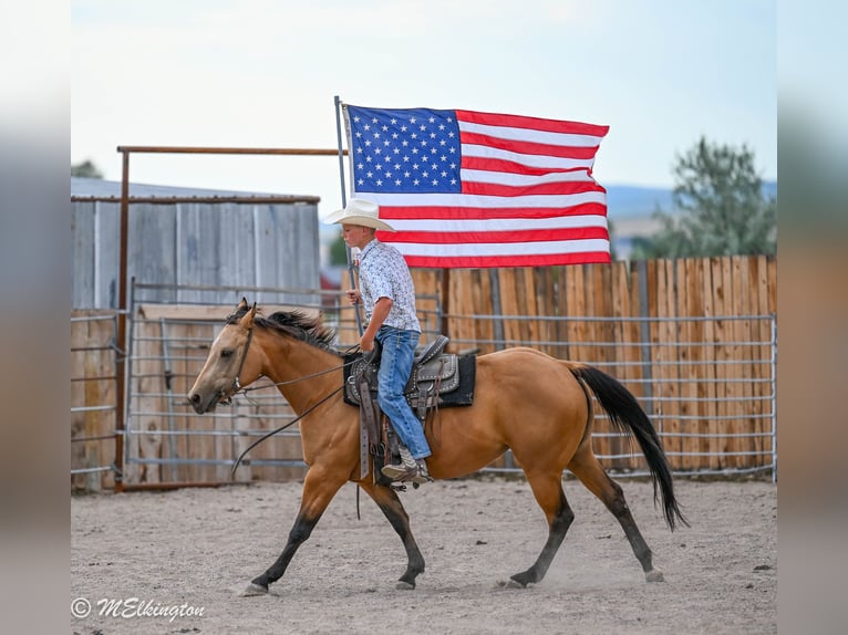 American Quarter Horse Klacz 3 lat 142 cm Jelenia in Rigby