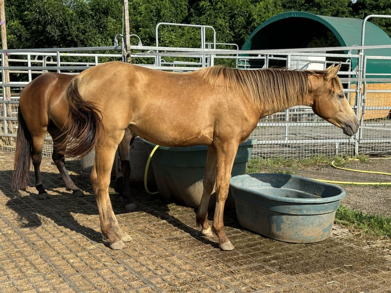 American Quarter Horse Klacz 3 lat 143 cm Szampańska in Waldshut-Tiengen