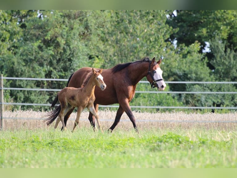 American Quarter Horse Klacz 3 lat 143 cm Szampańska in Waldshut-Tiengen