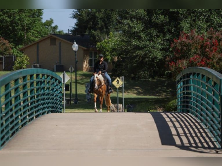 American Quarter Horse Klacz 3 lat 145 cm Izabelowata in Granbury TX