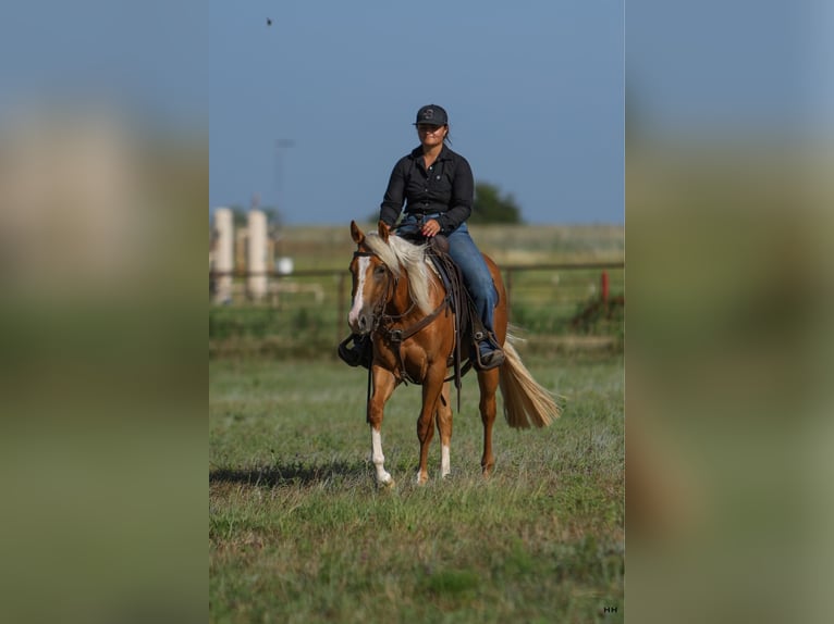 American Quarter Horse Klacz 3 lat 145 cm Izabelowata in Granbury TX