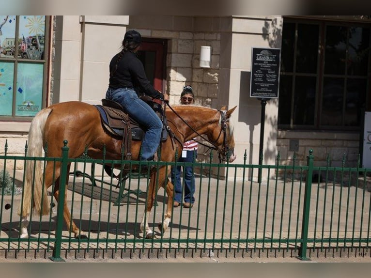 American Quarter Horse Klacz 3 lat 145 cm Izabelowata in Granbury TX