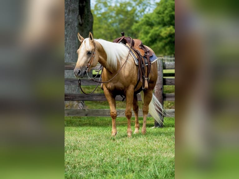 American Quarter Horse Klacz 3 lat 145 cm Izabelowata in Madisonville, KY