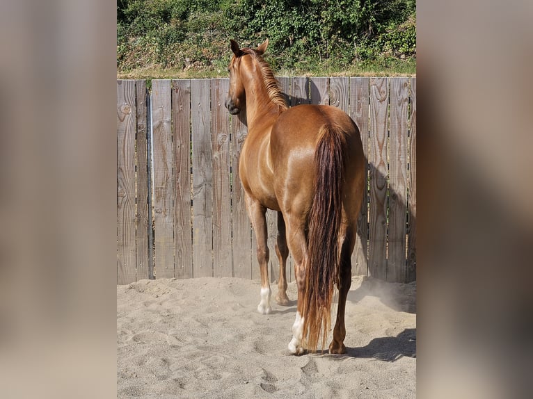 American Quarter Horse Klacz 3 lat 145 cm Kasztanowata in Montgaillard