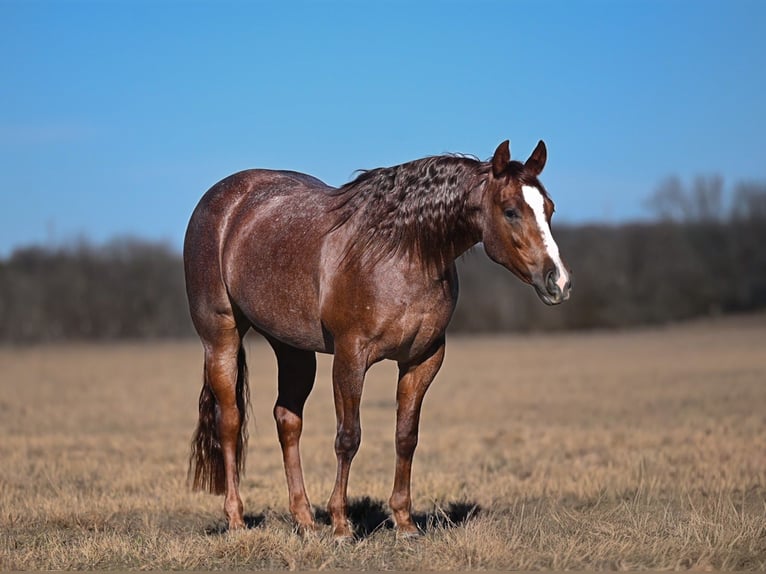 American Quarter Horse Klacz 3 lat 145 cm Kasztanowatodereszowata in Waco