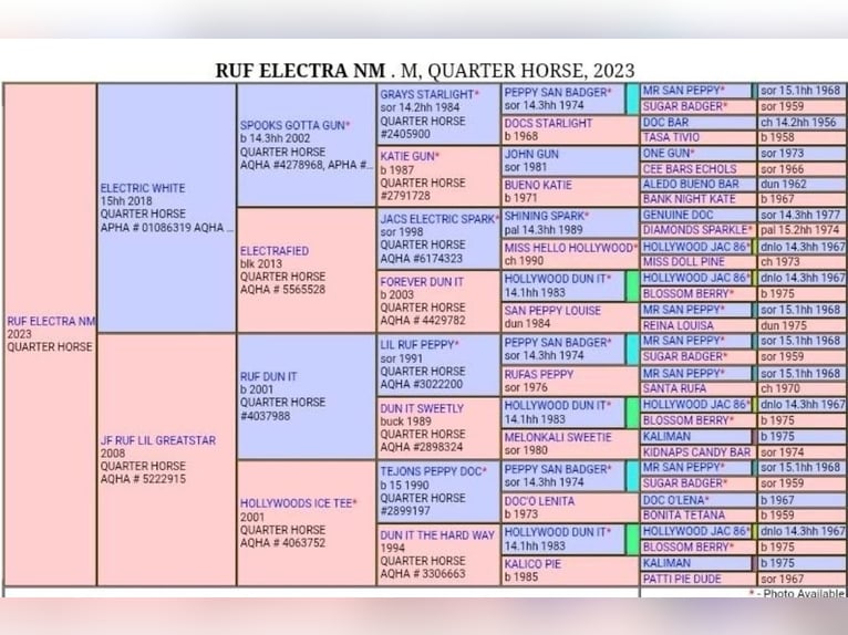 American Quarter Horse Klacz 3 lat 146 cm Bułana in Halfing
