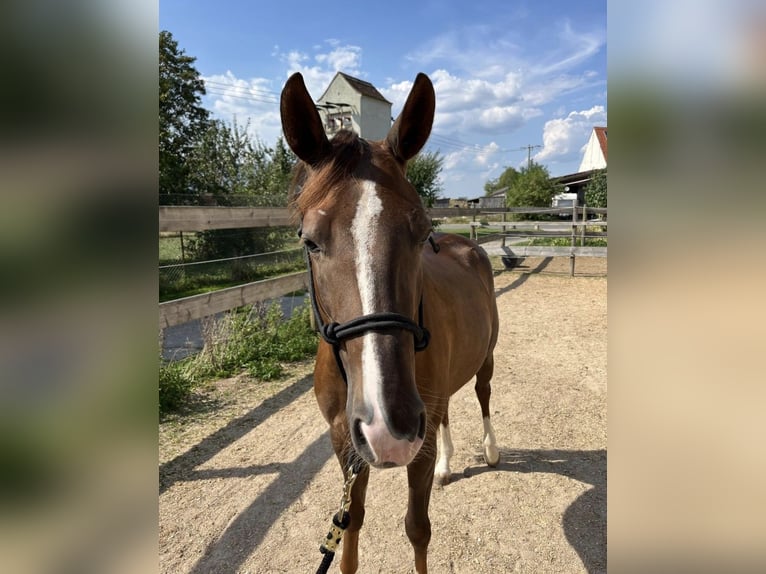 American Quarter Horse Klacz 3 lat 146 cm Ciemnokasztanowata in Tännesberg