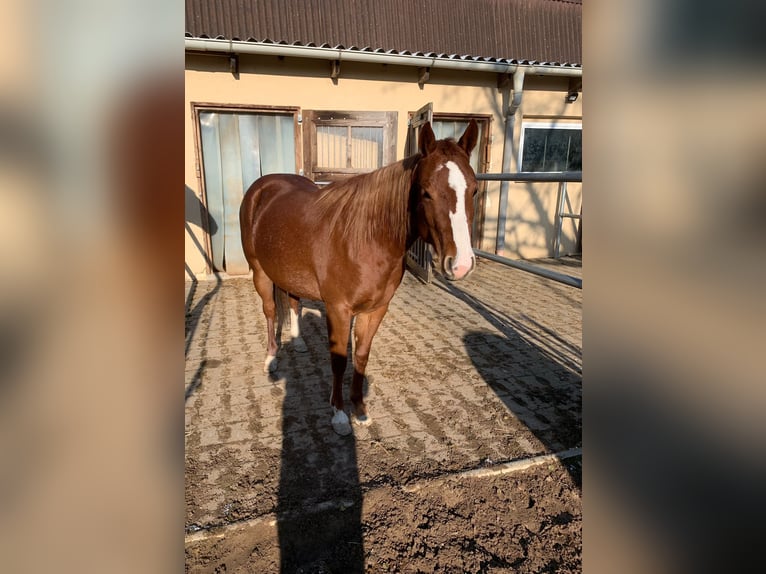 American Quarter Horse Klacz 3 lat 146 cm Kasztanowata in Walldorf