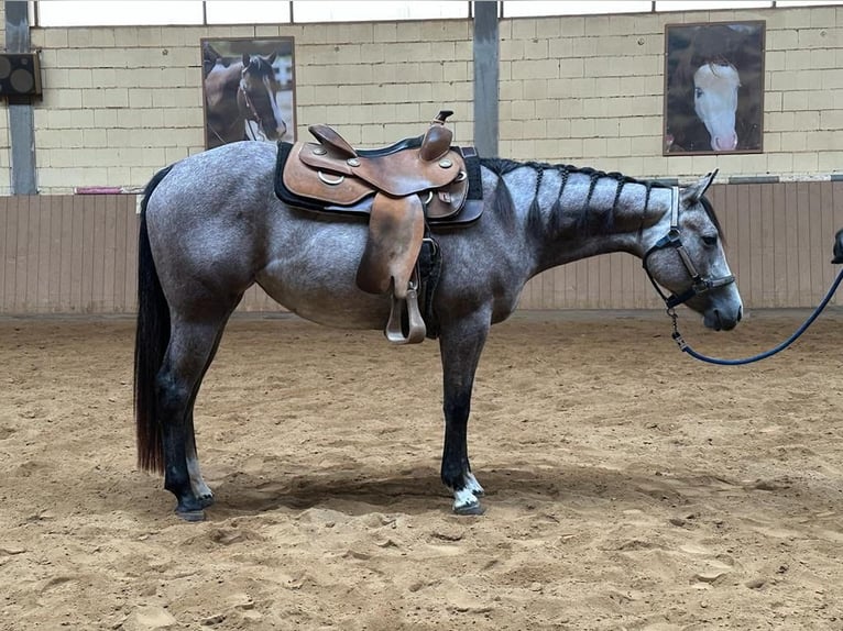 American Quarter Horse Klacz 3 lat 146 cm Siwa in Irmtraut