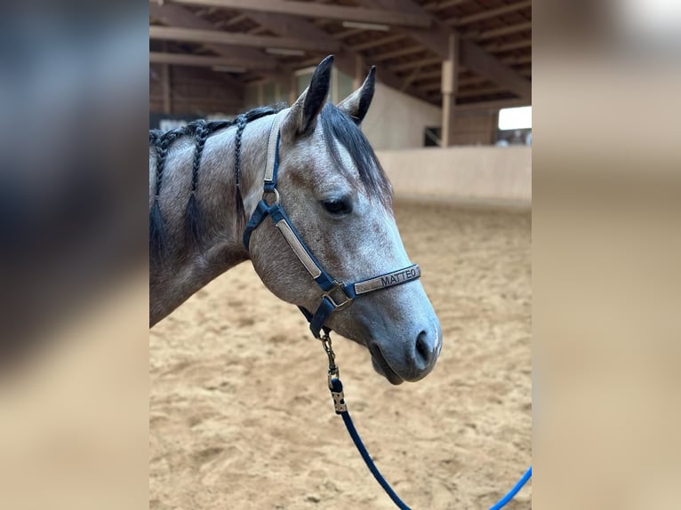 American Quarter Horse Klacz 3 lat 146 cm Siwa in Schlüsselfeld