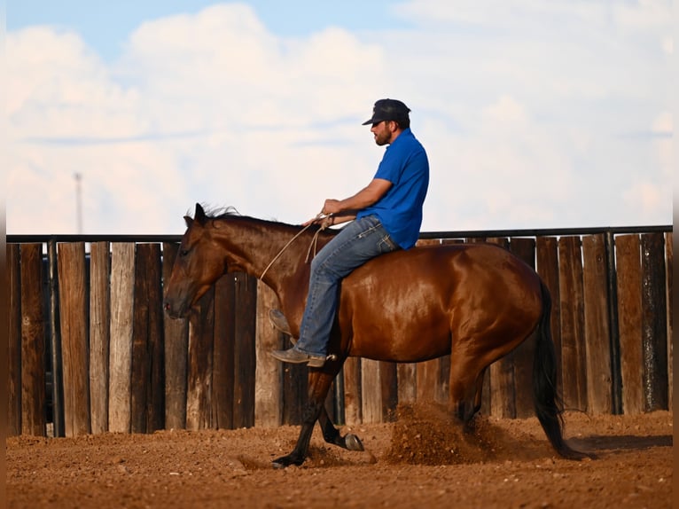 American Quarter Horse Klacz 3 lat 147 cm Gniada in Waco, TX