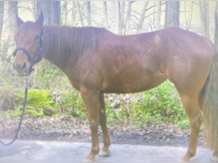 American Quarter Horse Klacz 3 lat 147 cm Kasztanowata in Lobbach