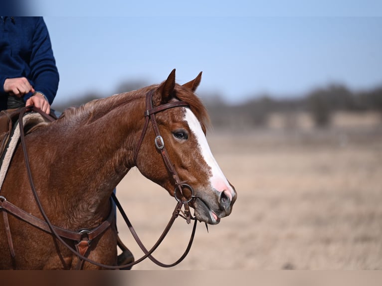 American Quarter Horse Klacz 3 lat 147 cm Kasztanowatodereszowata in Waco