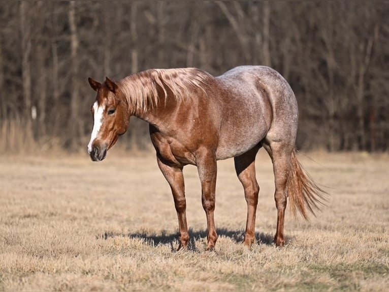 American Quarter Horse Klacz 3 lat 147 cm Kasztanowatodereszowata in Waco